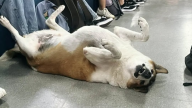 Cão Silveira UFSM